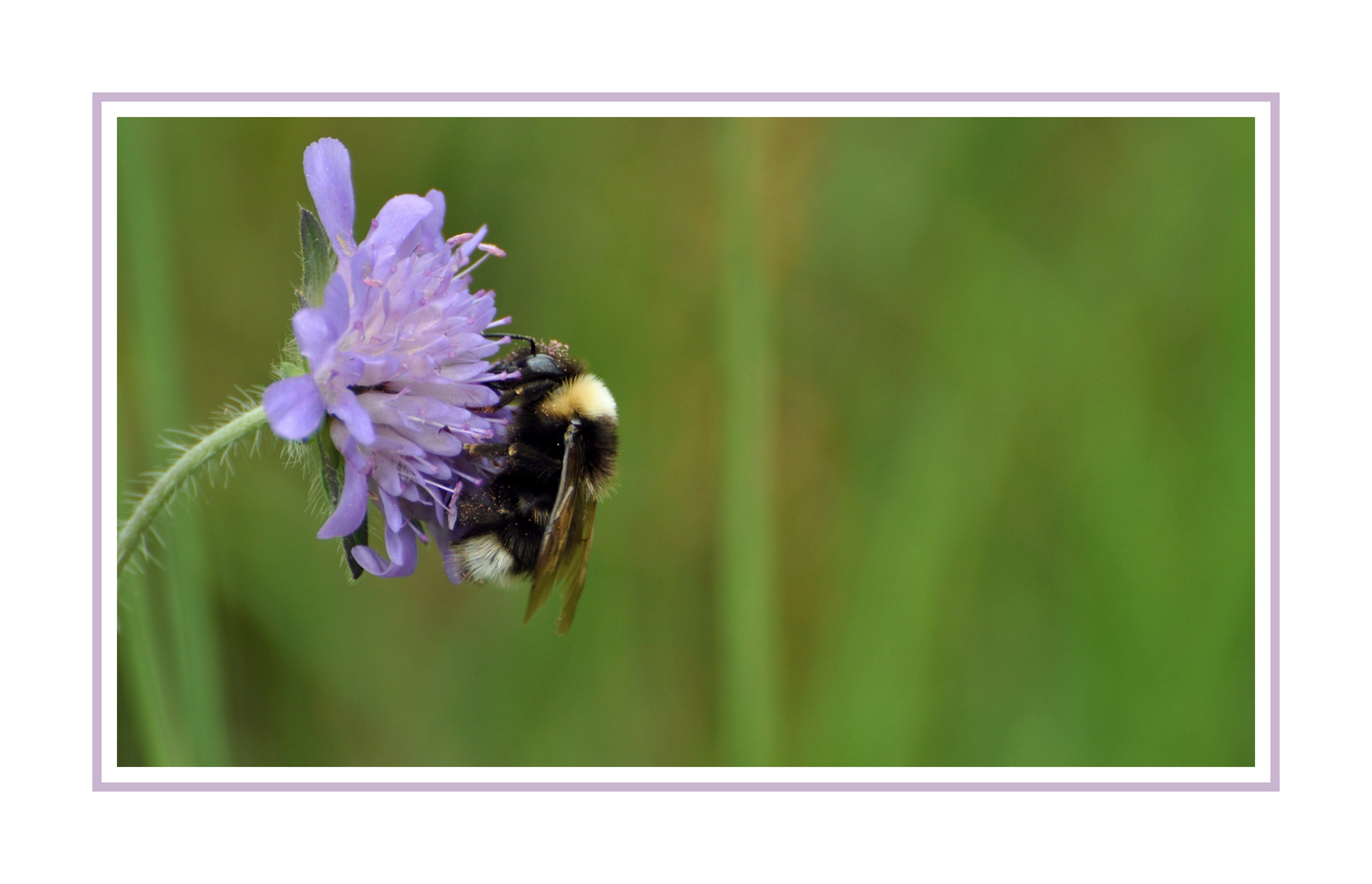 Tankstelle : Blume