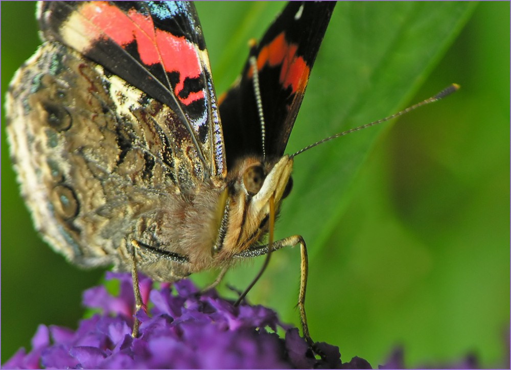 Tankstelle Buddleia