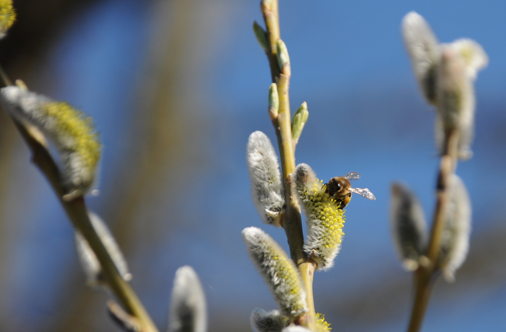 Tankstelle für Bienen