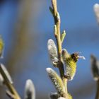 Tankstelle für Bienen