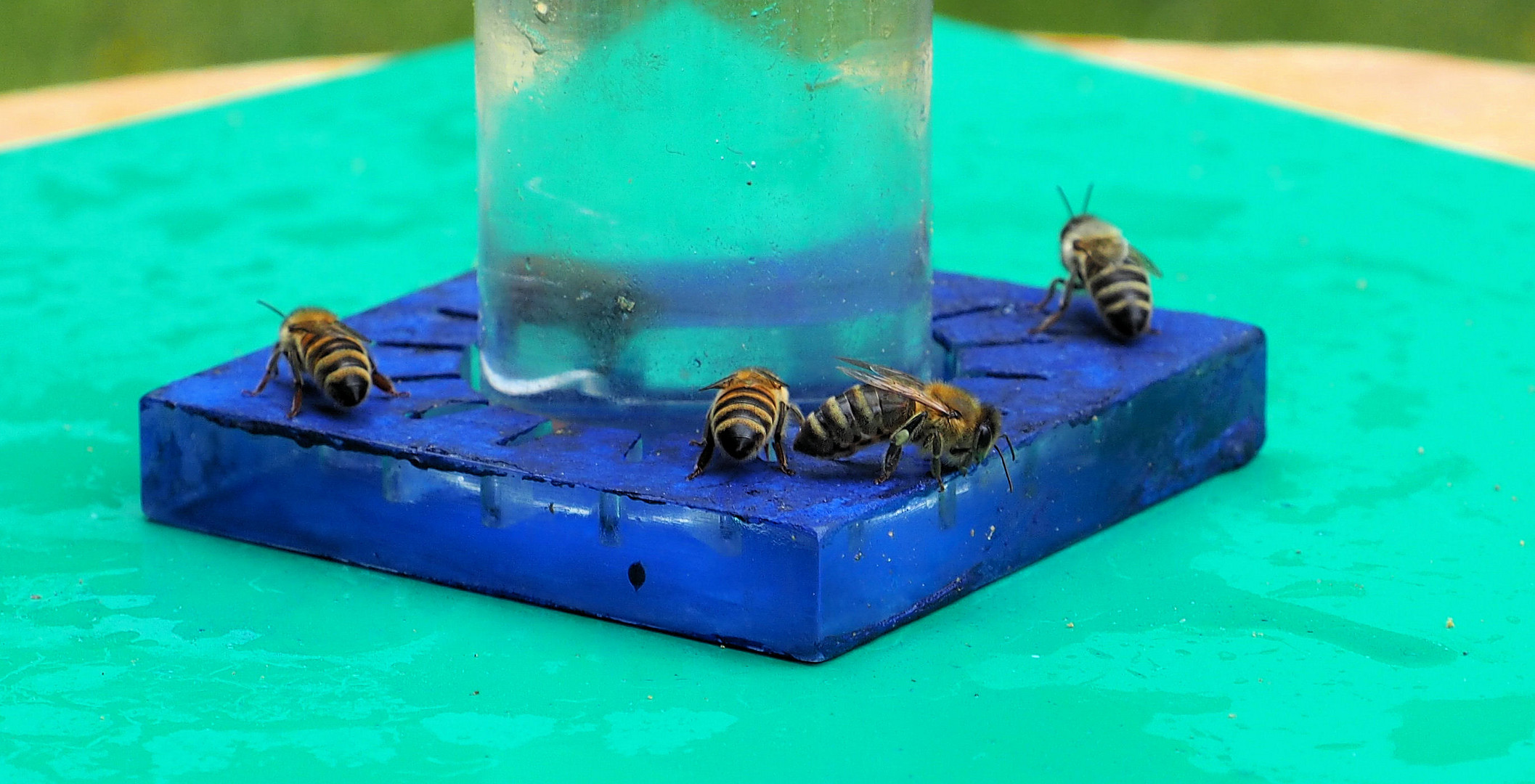 Tankstelle für Bienen zum Blue Monday 