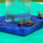 Tankstelle für Bienen zum Blue Monday 