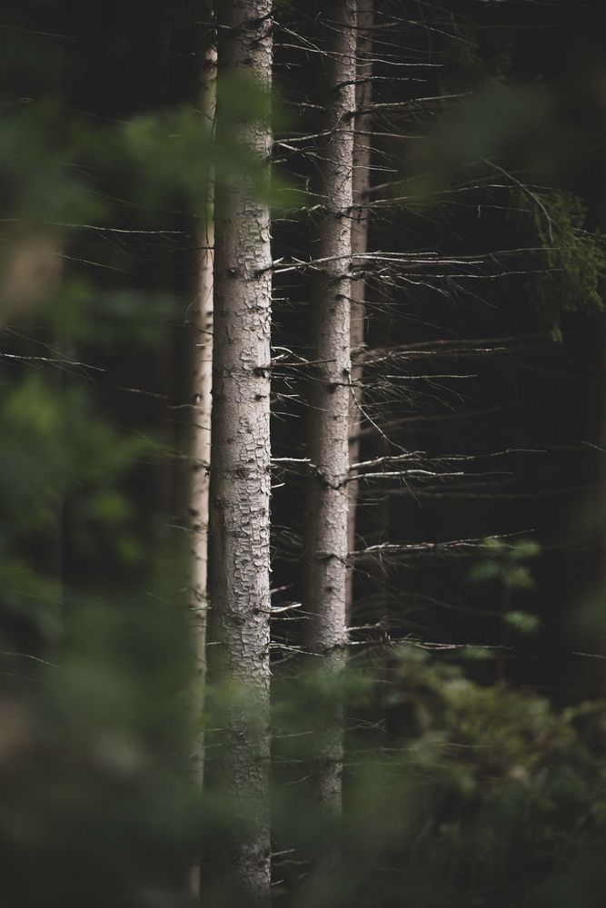 Tanne 4 Foto & Bild deutschland, europe, nordrhein westfalen Bilder