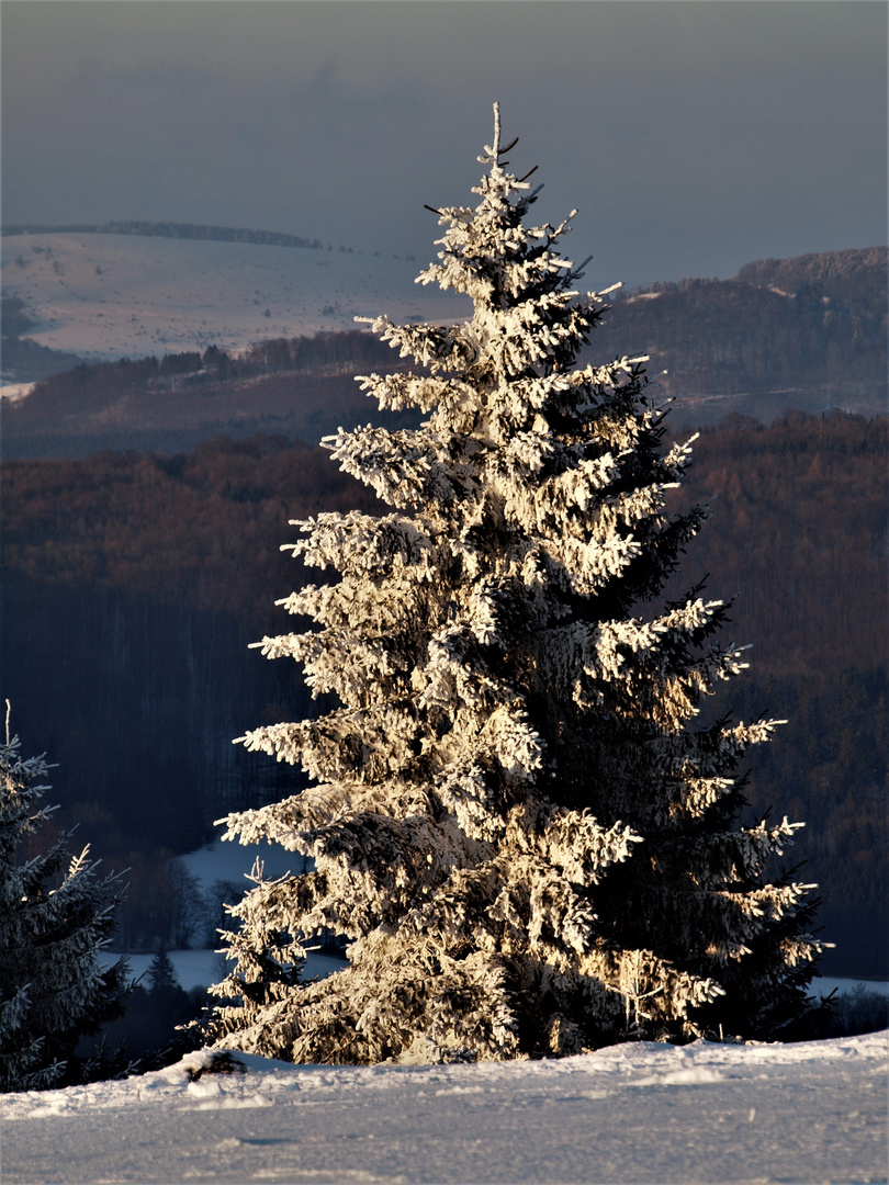Tanne Foto & Bild  jahreszeiten, winter, tannen Bilder auf fotocommunity