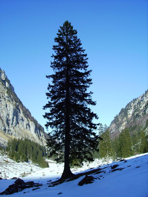 Tanne an der Westseite des Muertschenstocks, Kanton Glarus, Schweiz