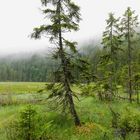 Tanne auf Schwingrasen, Arbersee