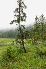 Tanne auf Schwingrasen, Arbersee