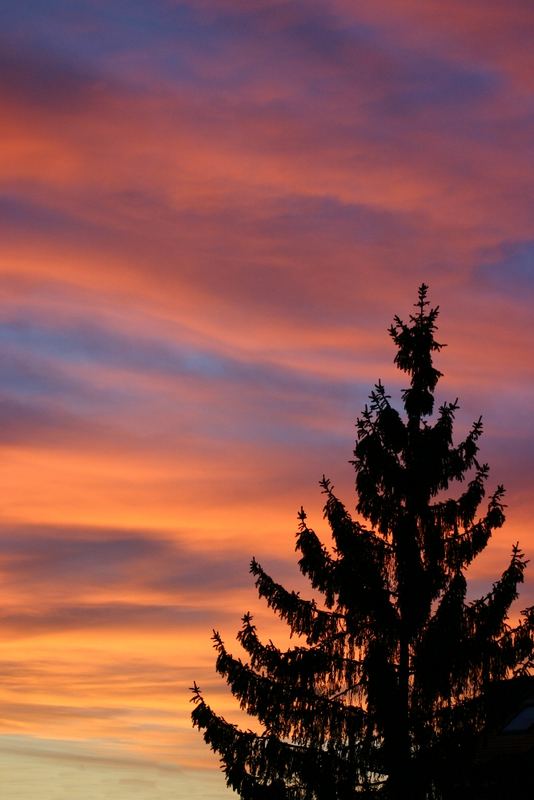 Tanne im Abendlicht