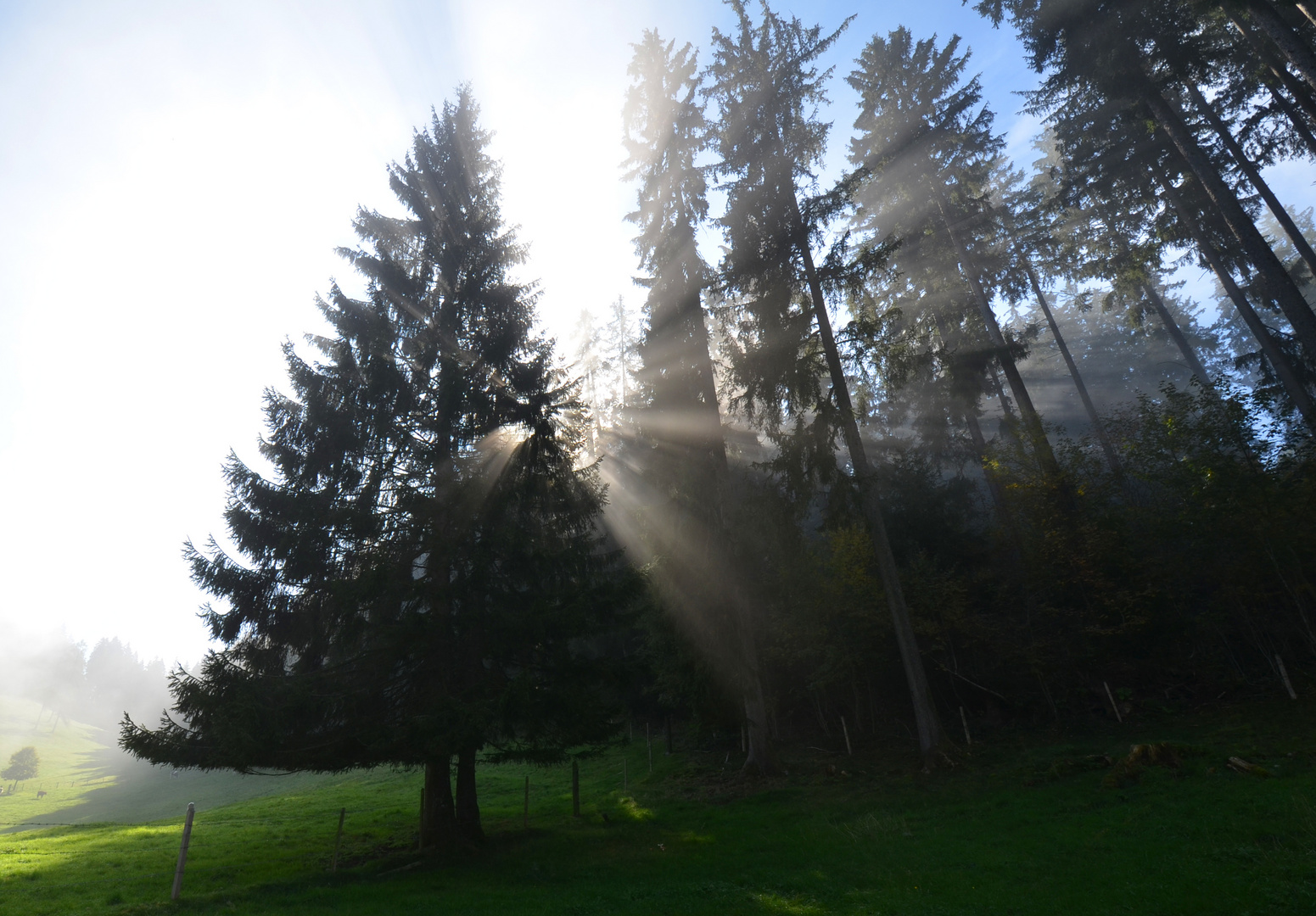 Tanne im Nebel