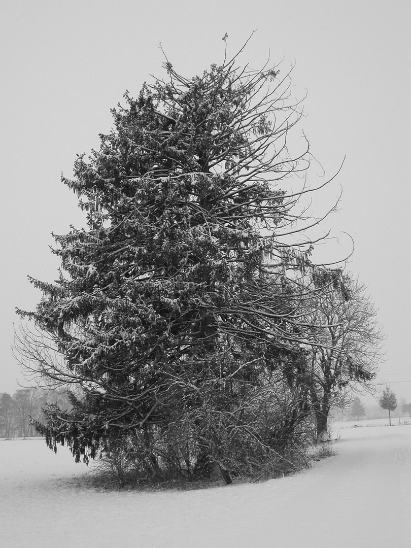 tanne im schnee