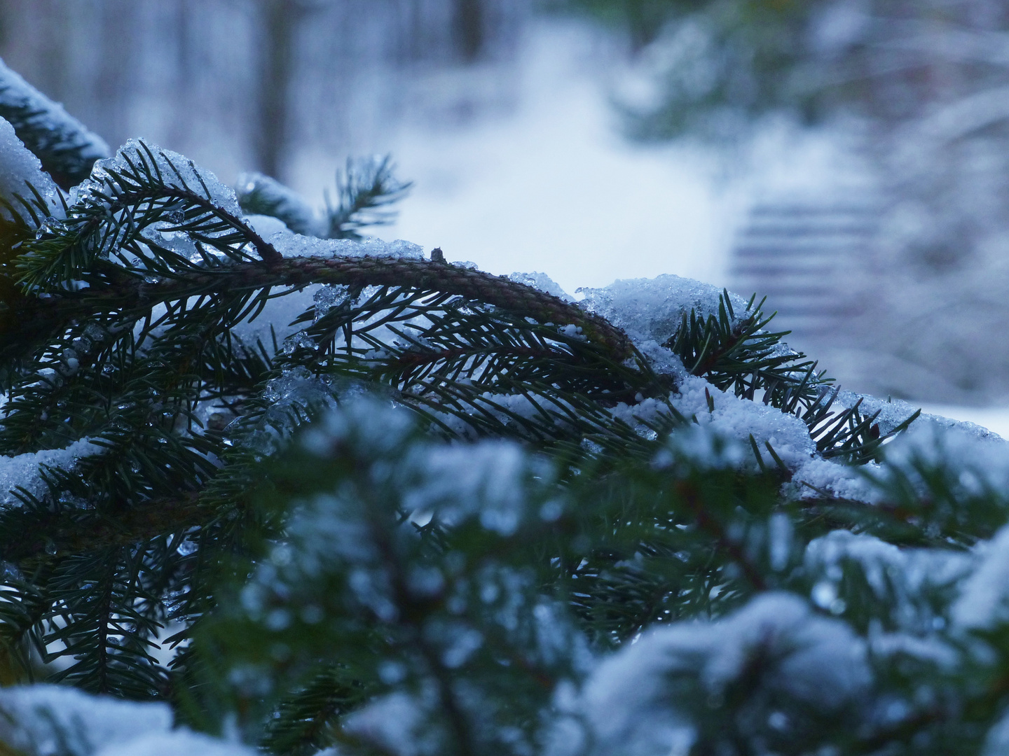 Tanne im Schnee