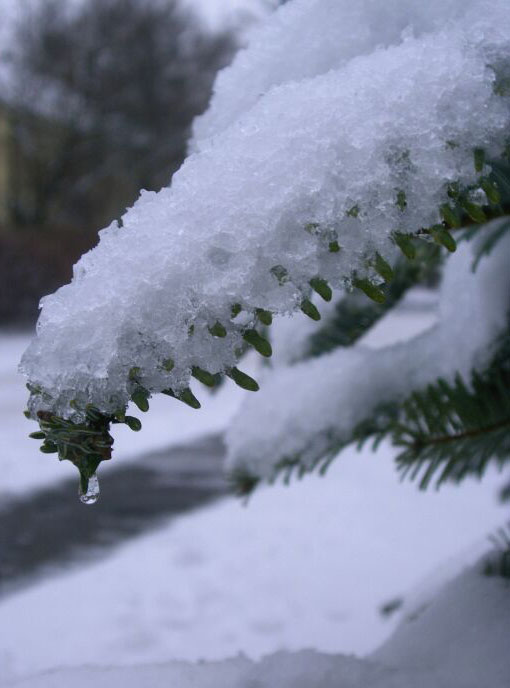 Tanne im Schnee