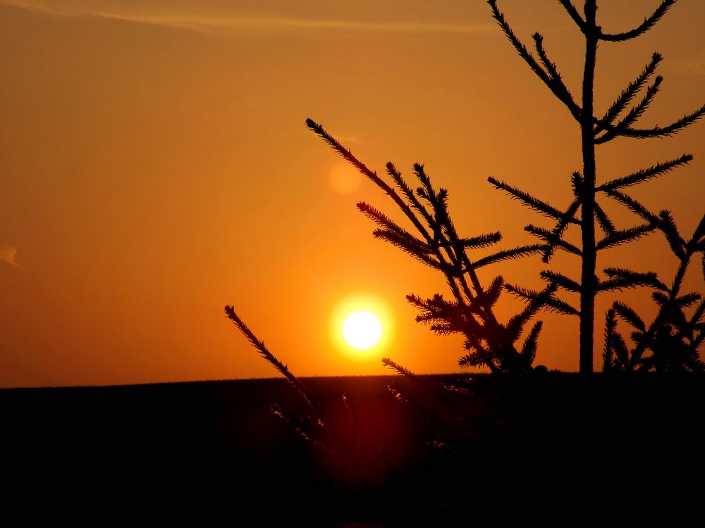 Tanne im Sonnenuntergang