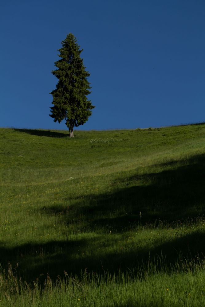 Tanne im Südschwarzwald