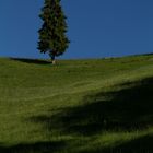 Tanne im Südschwarzwald