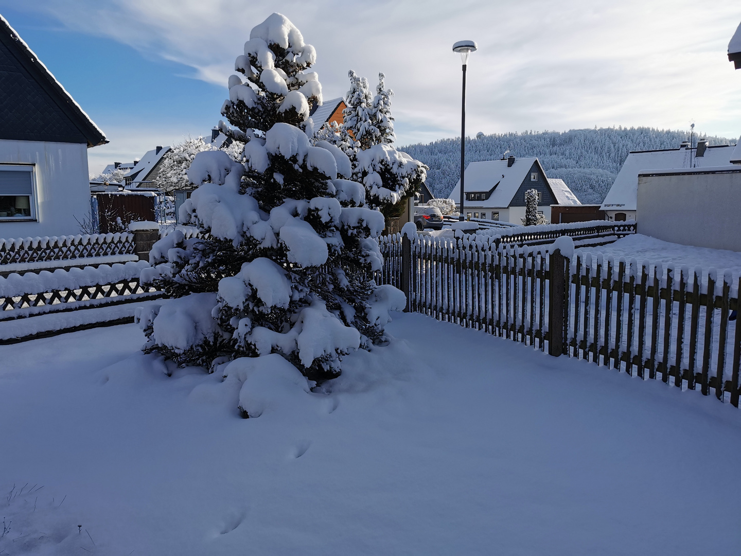 Tanne mit Schnee