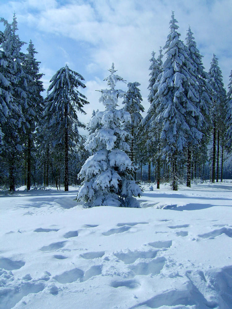 Tanne mit Schneemantel