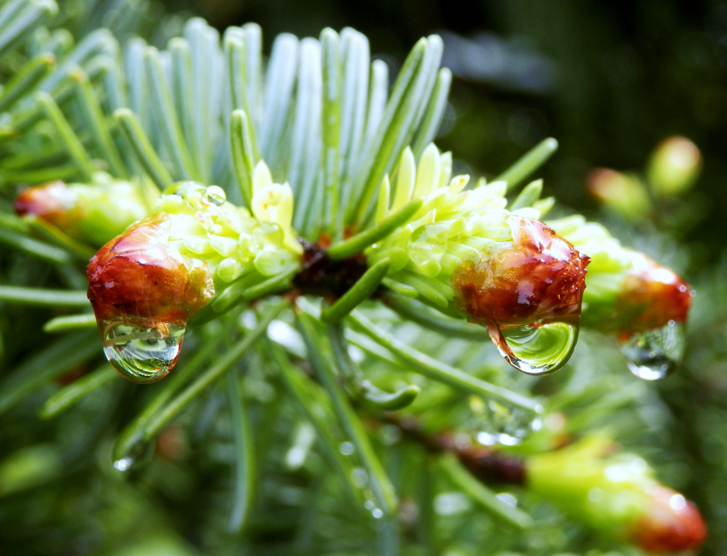 Tanne nach dem Regen