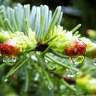 Tanne nach dem Regen