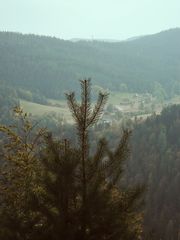 Tanne schaut auf Feldberg