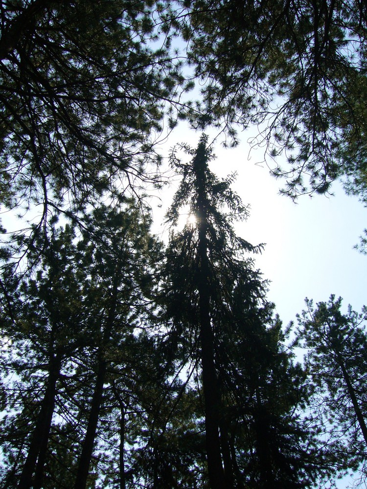 Tannen - Blick von unten..