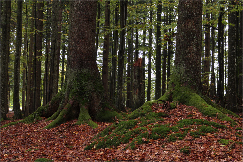 Tannen im Nationalpark