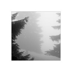Tannen im Nebel / 2