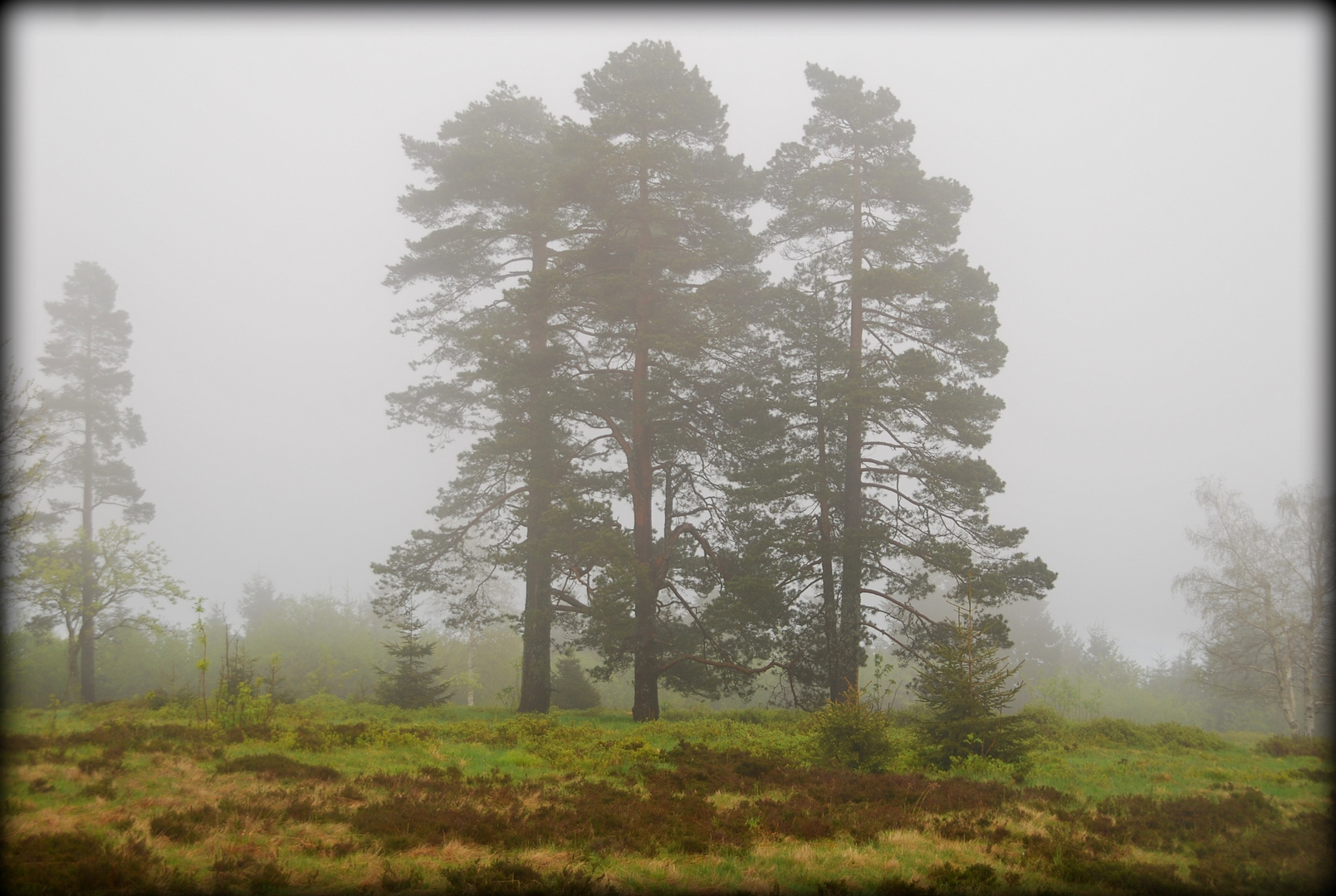 Tannen im Nebel