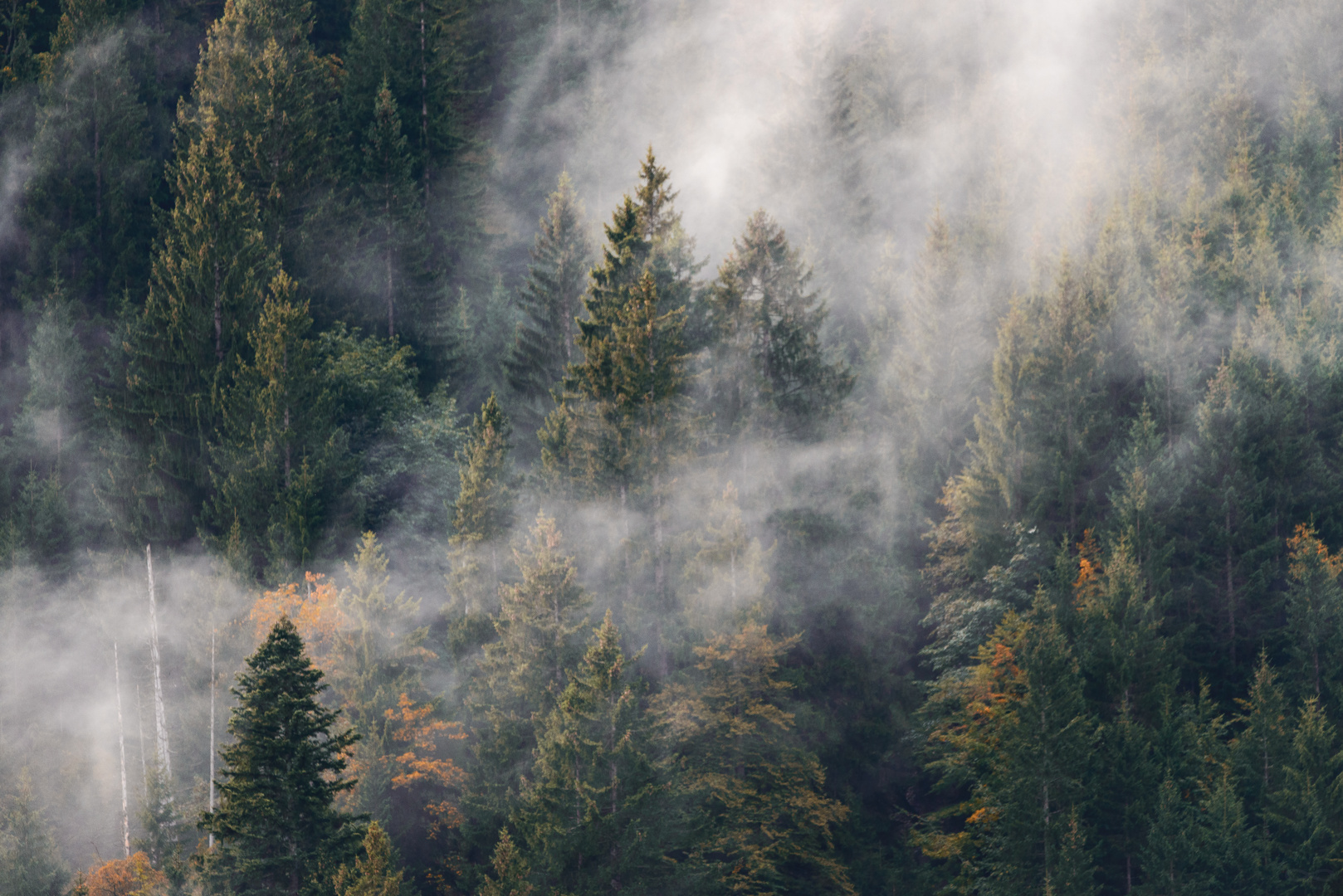 Tannen im Nebel