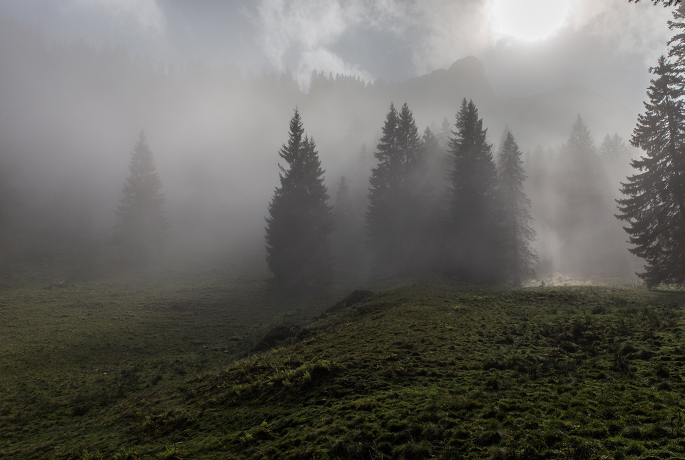 Tannen im Nebel