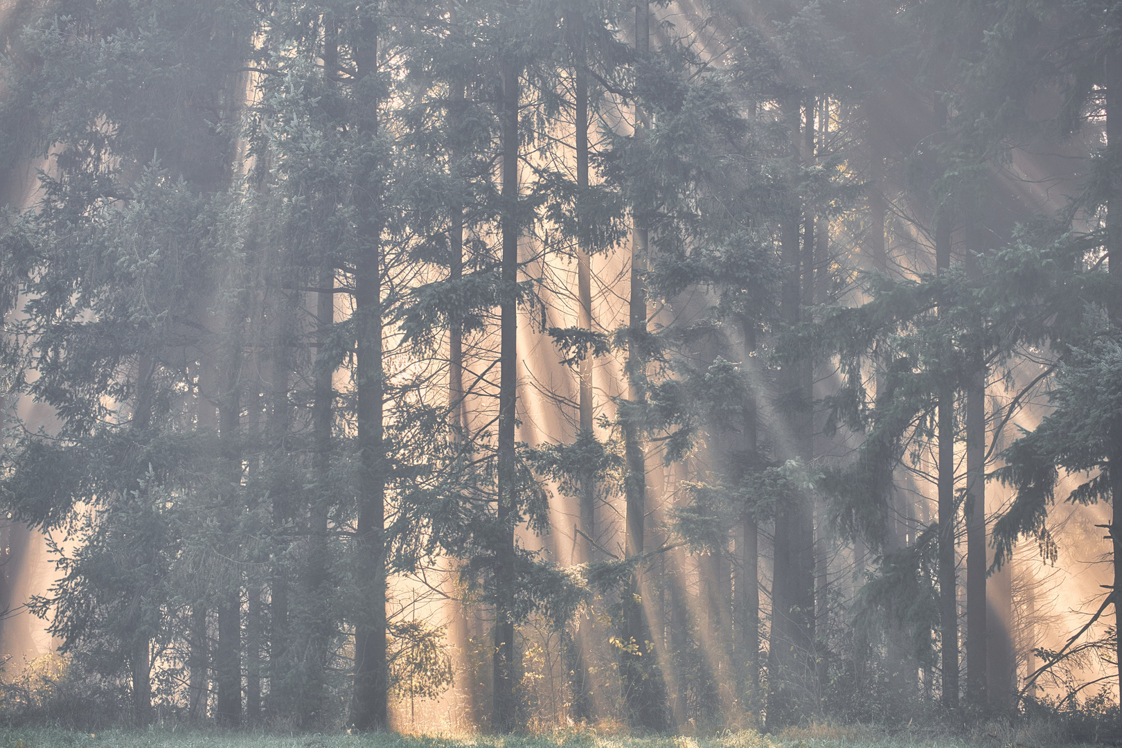 Tannen im Nebel