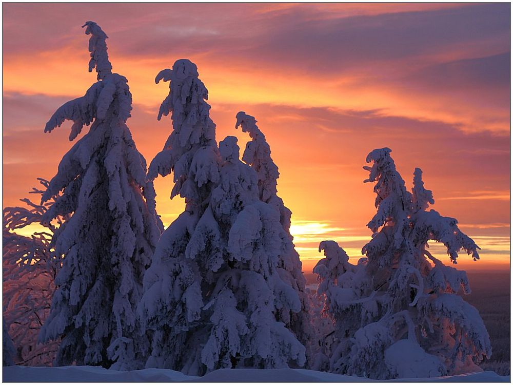 Tannen im Schnee 1 Foto & Bild sonnenuntergänge, himmel & universum