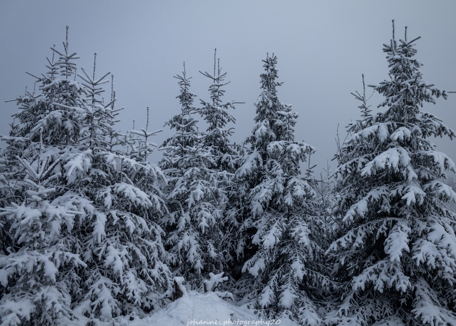 Tannen im Schnee