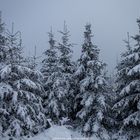 Tannen im Schnee