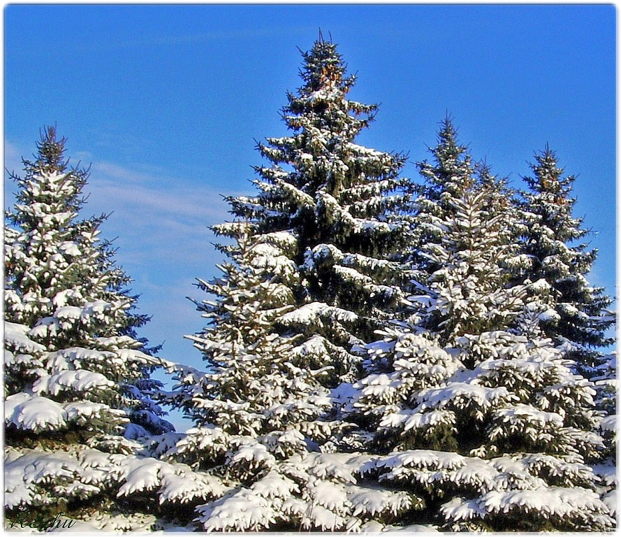 Tannen im Schnee