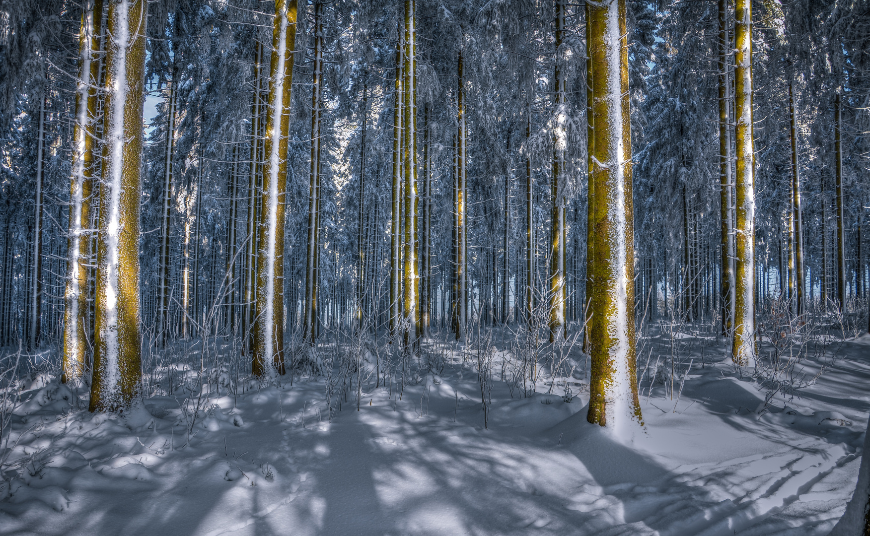 "Tannen im Schnee"