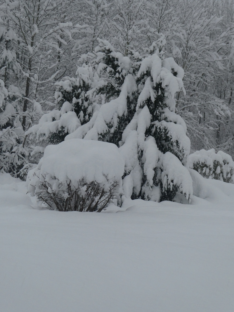 Tannen im Schnee