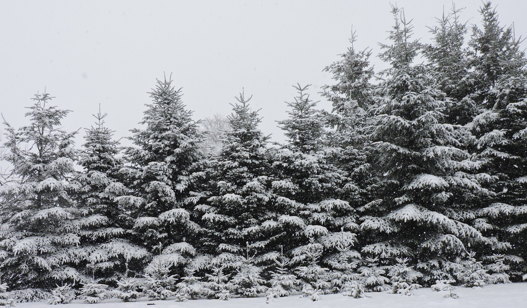 Tannen im Schnee Foto & Bild jahreszeiten, winter, natur Bilder auf
