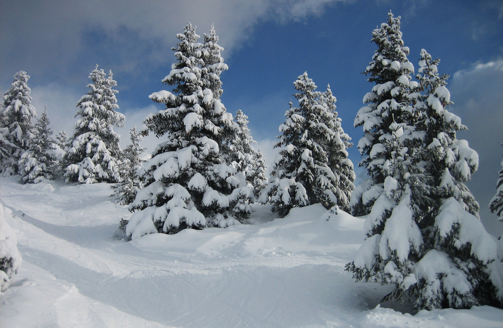 Tannen im Schneekleid