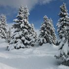 Tannen im Schneekleid