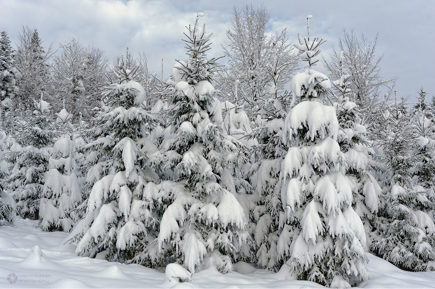 > Tannen im Winterkleid 