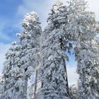 Tannen im Winterzauber