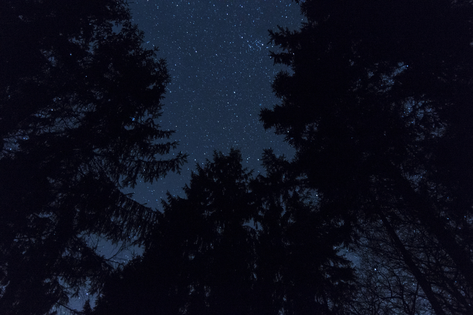 Tannen unterm Sternenhimmel