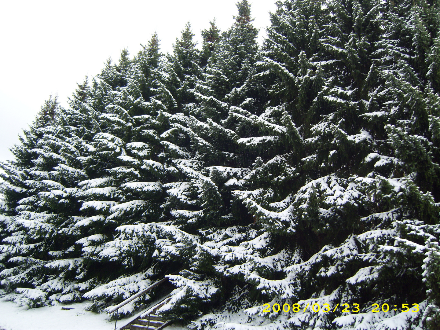 Tannenbäume Foto & Bild | jahreszeiten, winter, natur Bilder auf