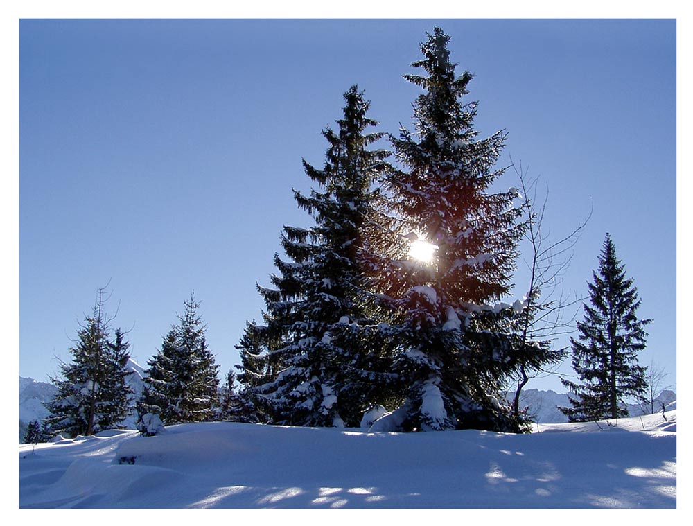 Tannenbäume Foto & Bild | jahreszeiten, winter, natur Bilder auf
