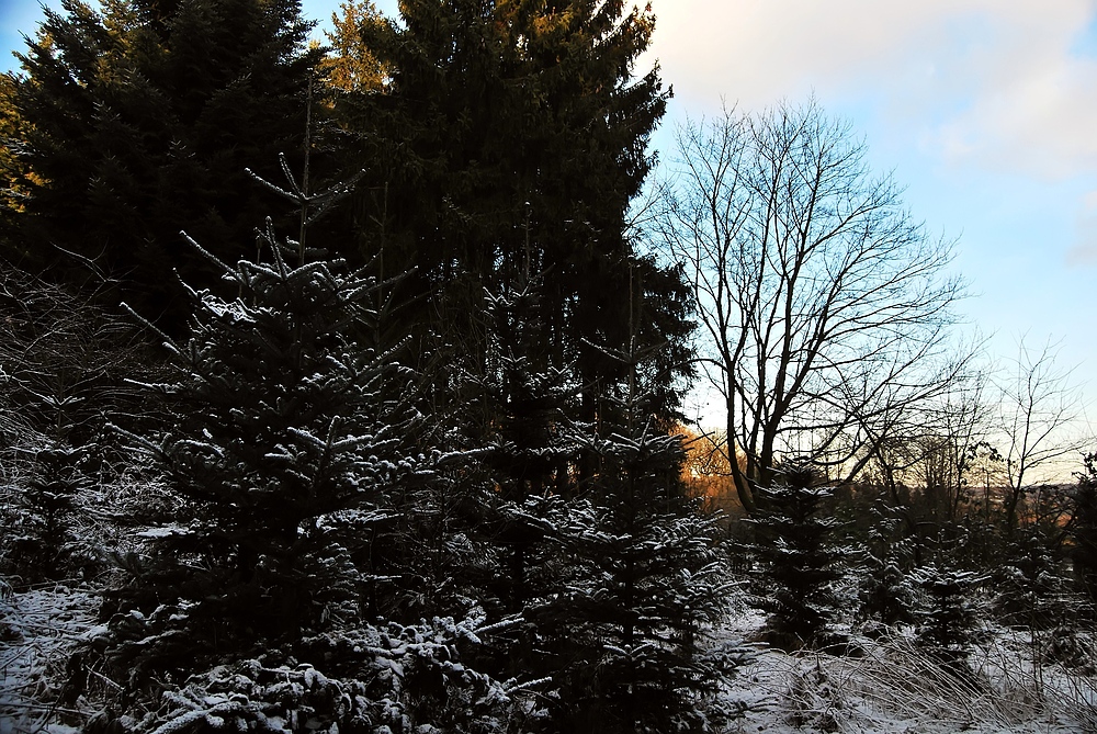 Tannenbäume im Schnee