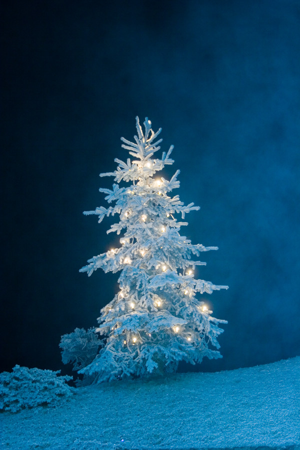 Tannenbaum