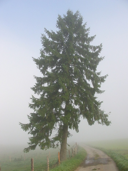 Tannenbaum