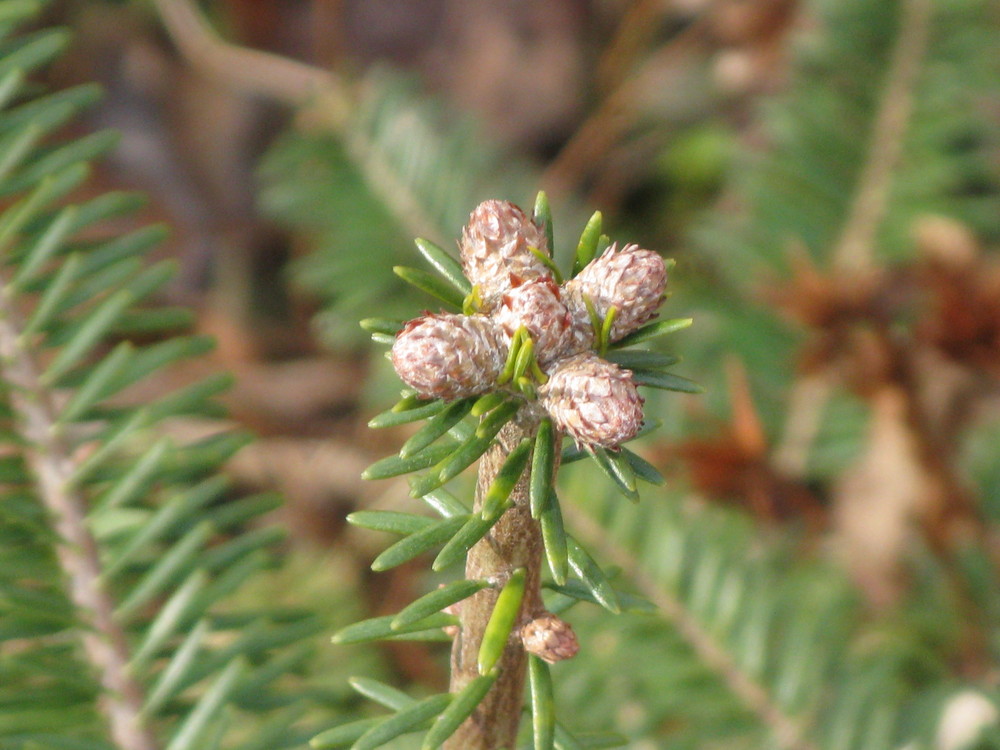 Tannenbaum