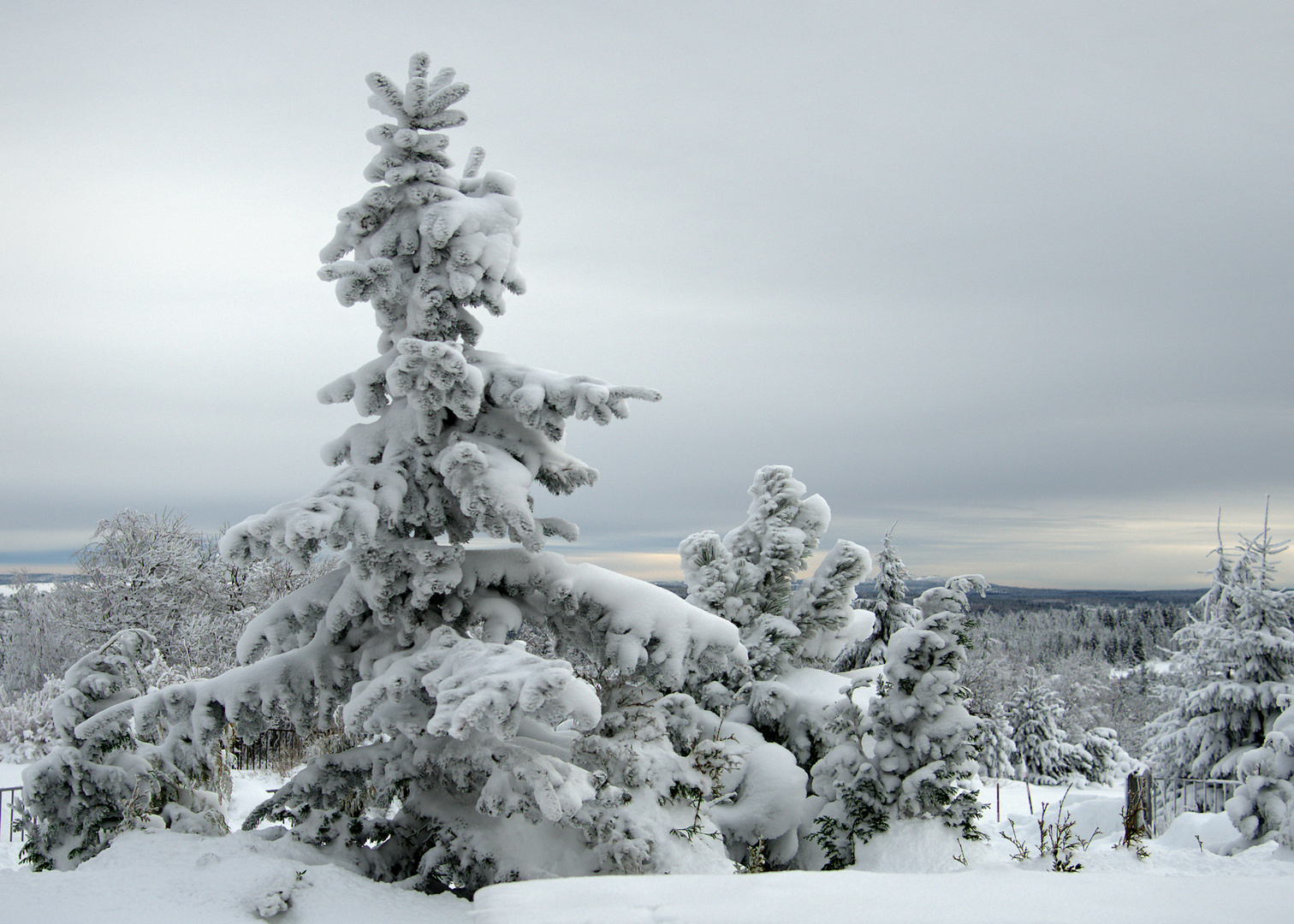 Tannenbaum Foto & Bild spezial, wald, dokumentation Bilder auf